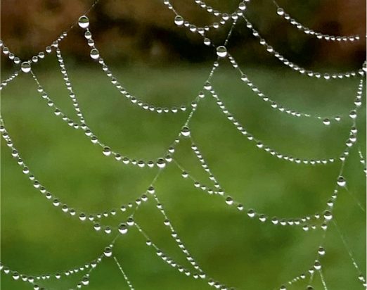 Figure 4: A spider's web after rain